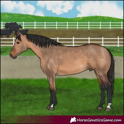 Horse Color:Bay Dun 