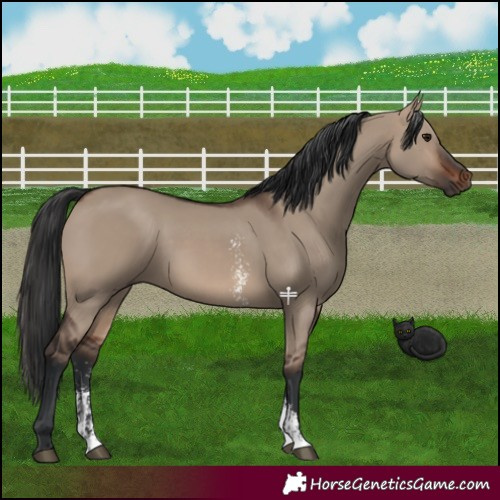 Horse Color:Brown Dun Sabino Rabicano 