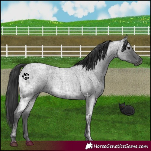 Horse Color:Blue Ice Roan 