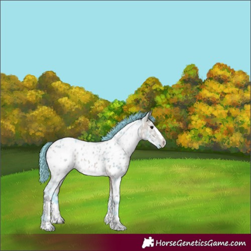 Horse Color:Watercolor White Spotted Bay Ice Dun Sabino Appaloosa 