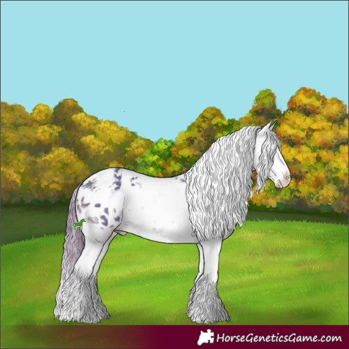 Horse Color:Watercolor White Spotted Bay Ice Sabino Splash Appaloosa 