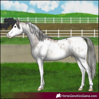 Horse Color:White Spotted Liver Red Dun Mushroom Sabino Splash 