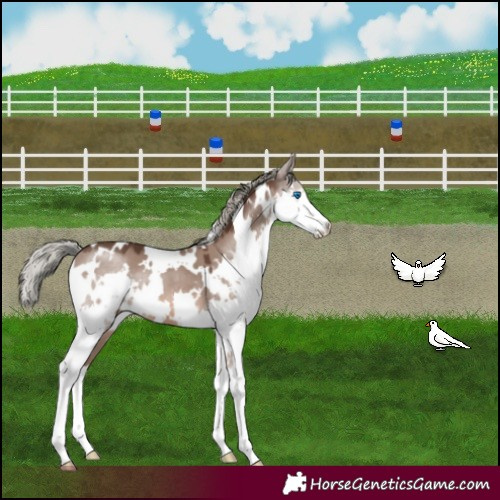 Horse Color:White Spotted Liver Red Dun Mushroom Splash 