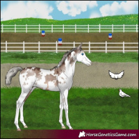 Horse Color:White Spotted Liver Red Dun Mushroom Splash 