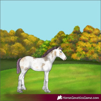 Horse Color:Painted White Spotted Buckskin Splash Rabicano