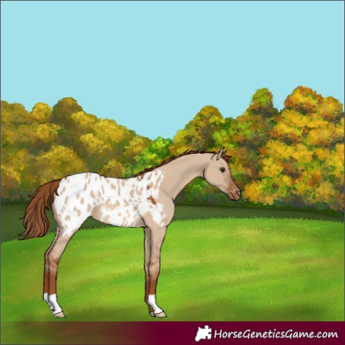 Horse Color:Red Dun Appaloosa 
