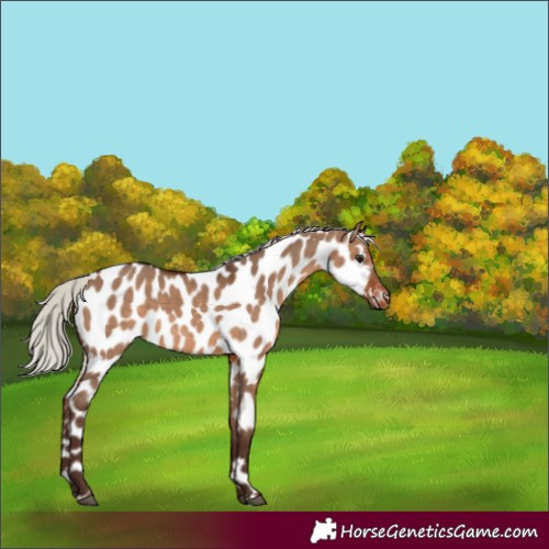 Horse Color:Silver Brown Dun Appaloosa 