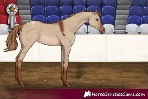 Horse Color:Red Dun  and Red Dun Appaloosa 