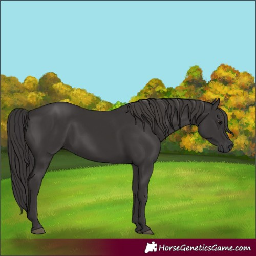Horse Color:Smoky Black