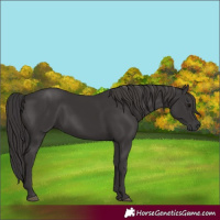Horse Color:Smoky Black 