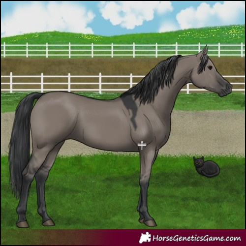 Horse Color:Grullo 