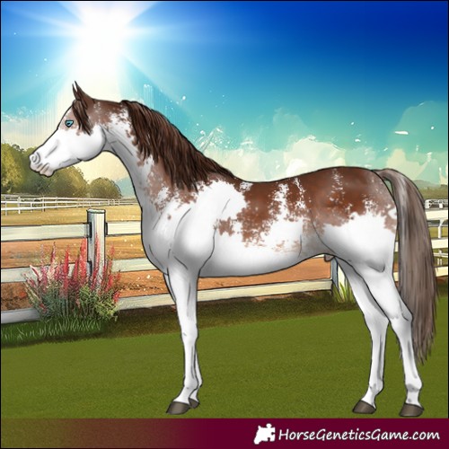 Horse Color:Liver Chestnut Sabino Splash 