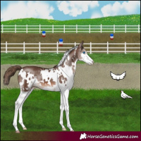 Horse Color:White Spotted Liver Chestnut Splash 