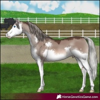 Horse Color:Liver Red Dun Mushroom Splash