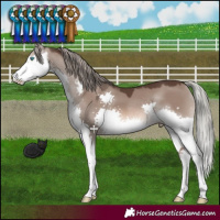 Horse Color:Liver Red Dun Mushroom Splash 