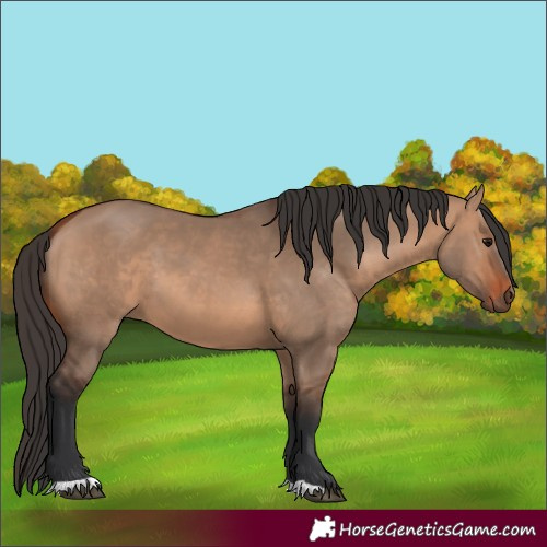 Horse Color:Bay Dun