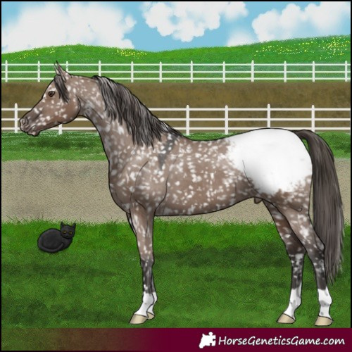 Horse Color:Liver Red Dun Snowcap 