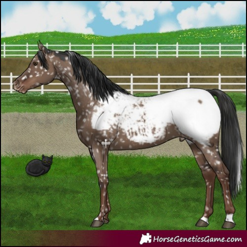 Horse Color:Liver Red Dun Appaloosa 