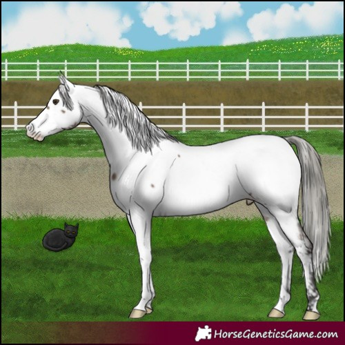 Horse Color:Liver Red Dun Mushroom Appaloosa 
