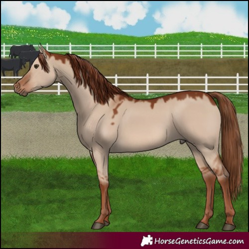 Horse Color:Red Dun 