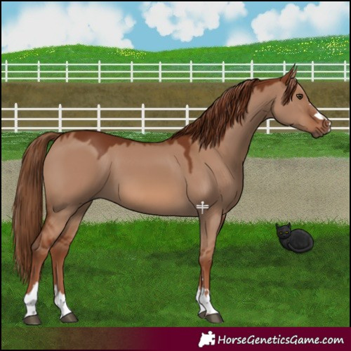 Horse Color:Red Dun 