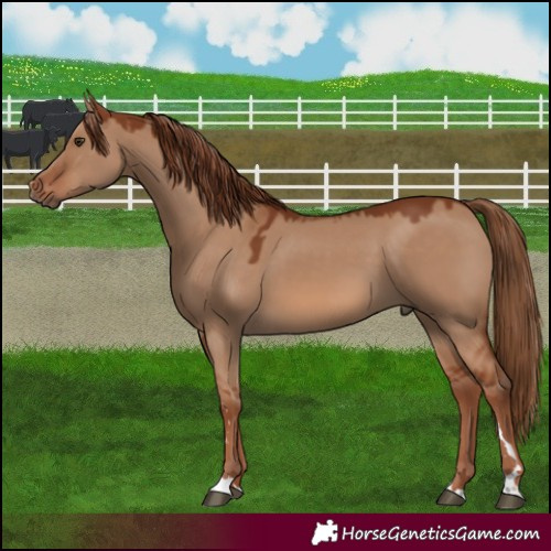 Horse Color:Red Dun 