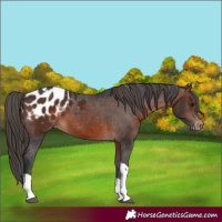 Horse Color:Brown Tobiano Appaloosa 