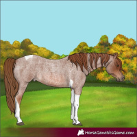 Horse Color:Red Roan Tobiano 