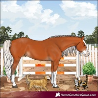 Horse Color:Silver Bay Splash 
