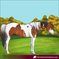 Horse Color:Bay Sabino Tobiano 