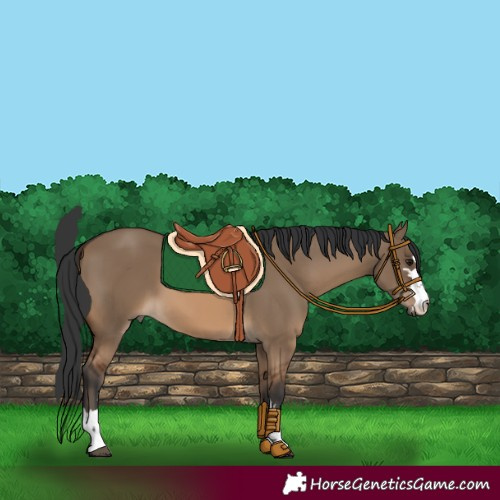 Horse Color:Bay Dun 