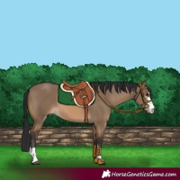 Horse Color:Bay Dun 
