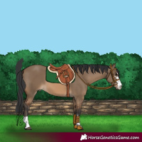 Horse Color:Bay Dun 