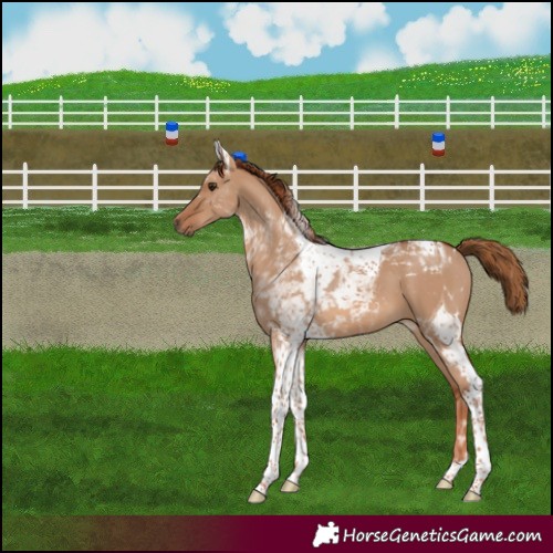 Horse Color:Red Dun Tobiano 