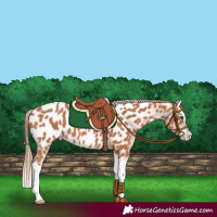 Horse Color:Chestnut Splash Near Leopard 