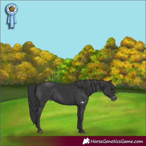 Horse Color:Black Appaloosa 