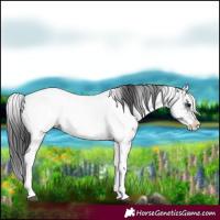 Horse Color:White Spotted Black Splash Appaloosa 