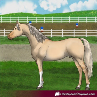 Horse Color:Palomino Dun Tobiano 