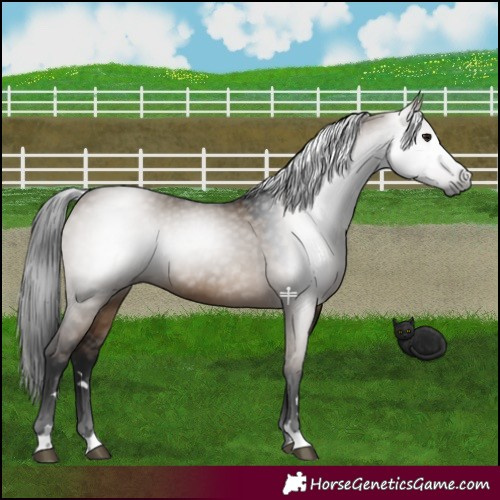 Horse Color:Gray Brown Dun 