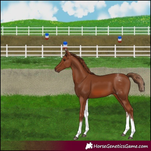 Horse Color:White Spotted Chestnut 