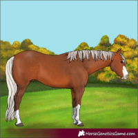 Horse Color:Silver Bay 