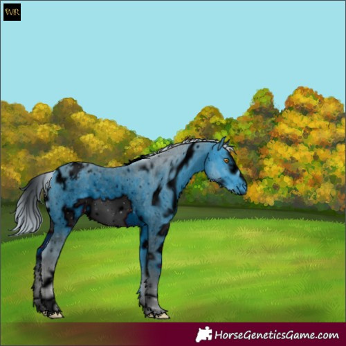 Horse Color:ERROR: UNKNOWN ANOMALY