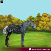 Horse Color:ERROR: UNKNOWN ANOMALY