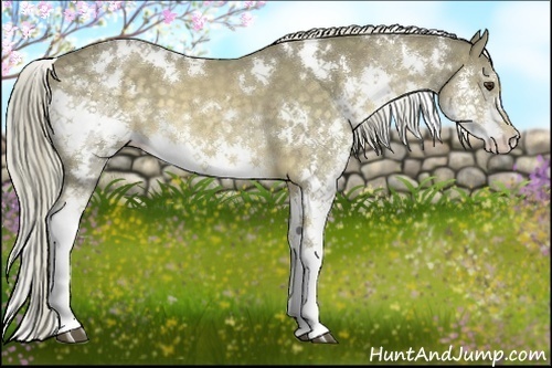 Horse Color:White Spotted Chocolate Palomino Splash