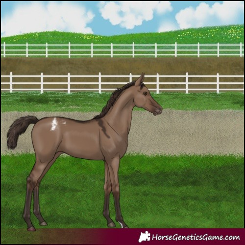 Horse Color:Liver Red Dun Appaloosa 