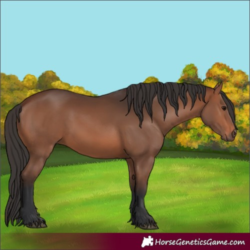 Horse Color:Brown 