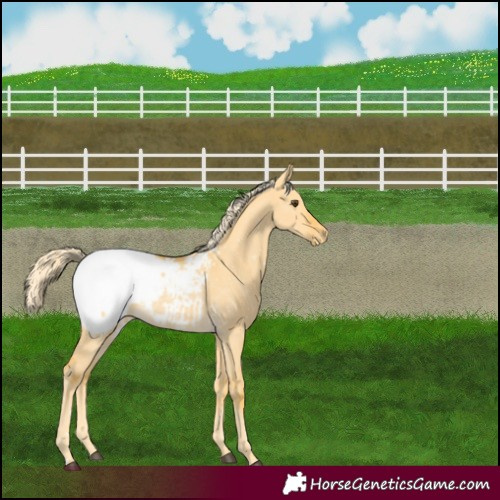 Horse Color:Palomino Dun Appaloosa Rabicano 