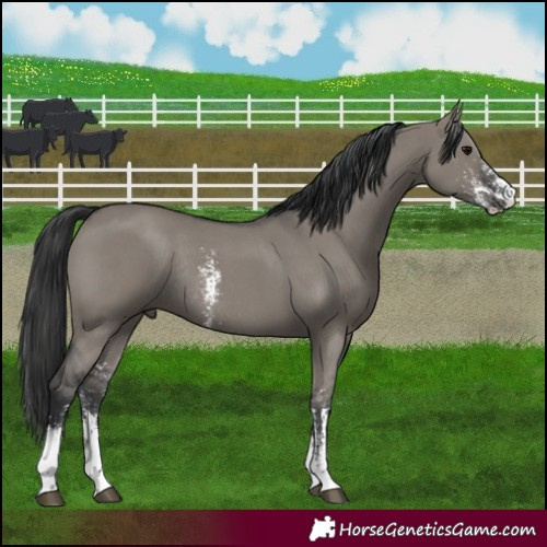 Horse Color:Grullo Sabino Rabicano 