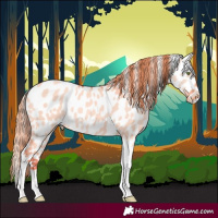Horse Color:Watercolor Gold Champagne Dun Tobiano Appaloosa 