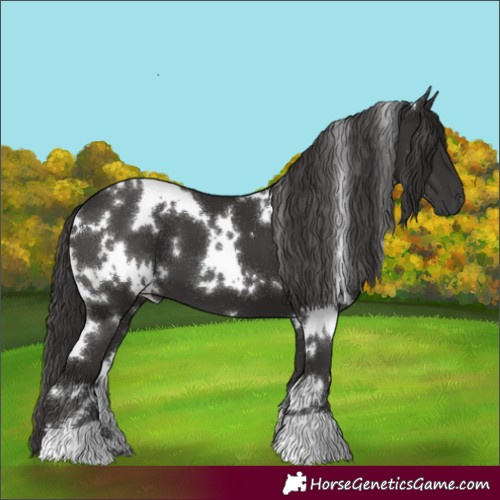 Horse Color:White Spotted Smoky Black 